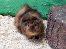 Guinea pig 2