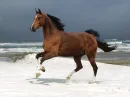 horse 7
