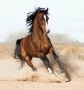 arabian horse