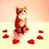 kitty with hearts
