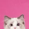 peek a boo kitty