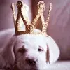 princess pup