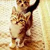 winking kitty