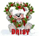 daisy