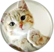 cute kitty button