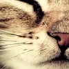 kitty