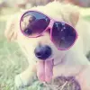 cute puppy