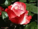 â™¥rosesâ™¥