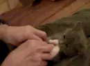 Cute Kitten