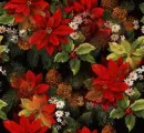 Poinsettia