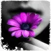 Purple Flower