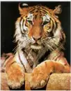 tiger