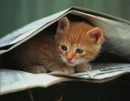 Kitten