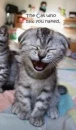 The Cat who saw you naked