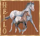 Hello