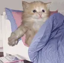 Wake up kitty