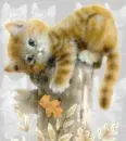 Kitty