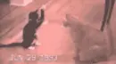Cat Owns