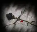dead rose