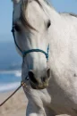 Arabian With Heart