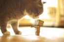Danbo and Catty