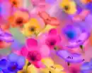 flowers rock