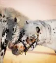 APPALOOSA HORSES HUGGING