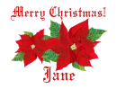 Christmas Poinsettias - Jane