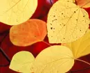 autumn leaves
