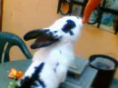 Girl and little rabbit