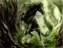 the woodland mirical
