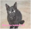 What-you lookin' at