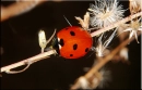 ladybird
