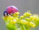 ladybug on windflower