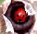 the little ladybird