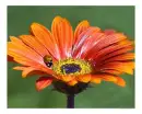 ladybird on the red flower