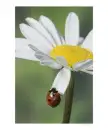 ladybird on daisy