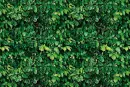 Green Leaves