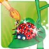 LAdy Bug
