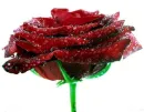Misted Rose