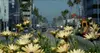 City Flowers