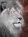 Eyes of a lion