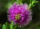 Purpel Flower Magesties