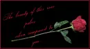 Beauty of a Rose