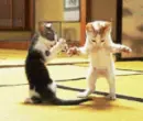 cats dancing