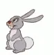 Bunny áƒ¦