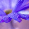 purple flower