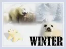 Winter Wonder