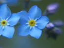 forget me not