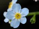 forget me not
